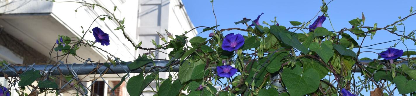 morning glories in hunting park